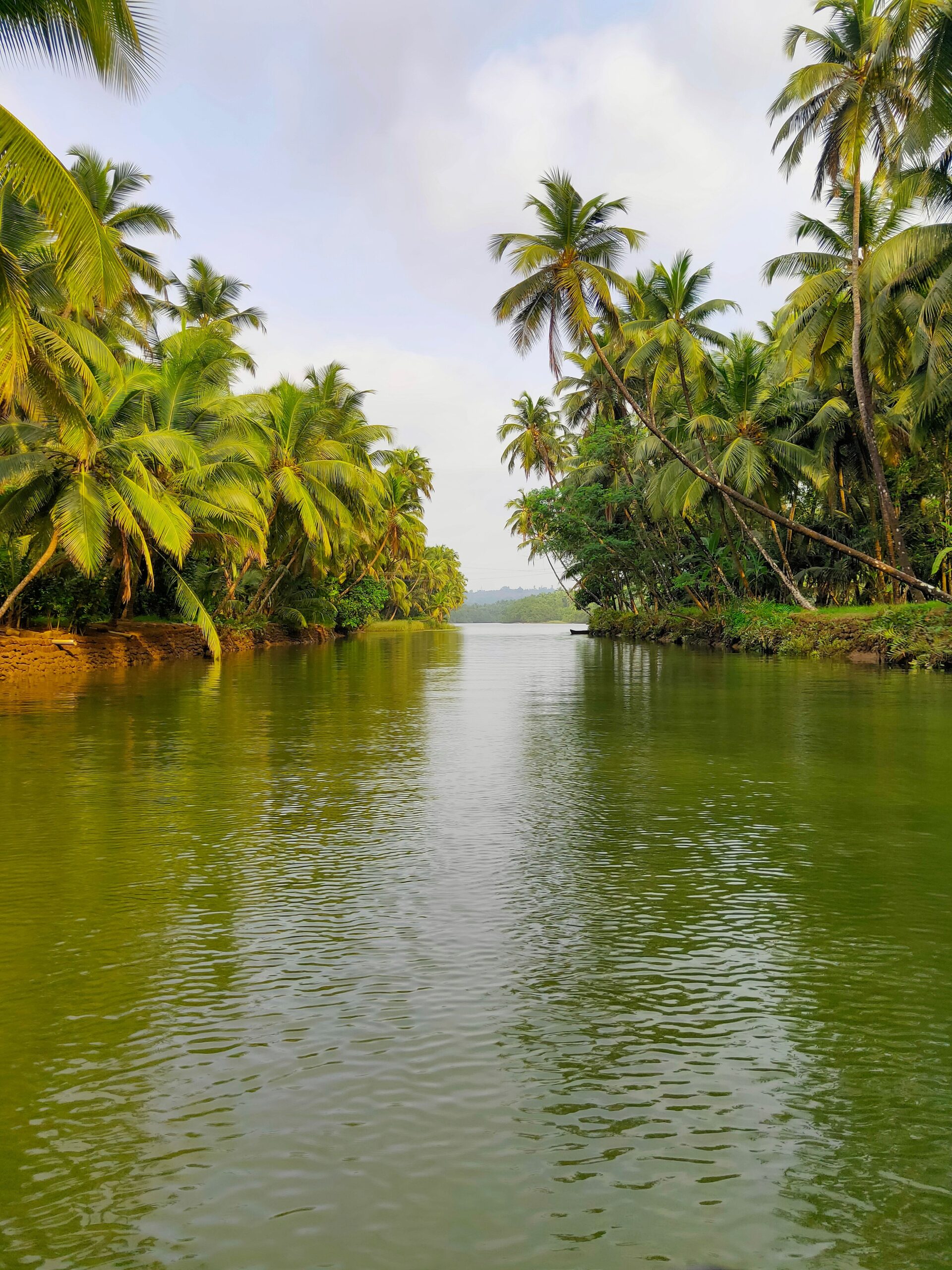 Serene river flanked by lush coconut trees under a bright sky, perfect for nature lovers.