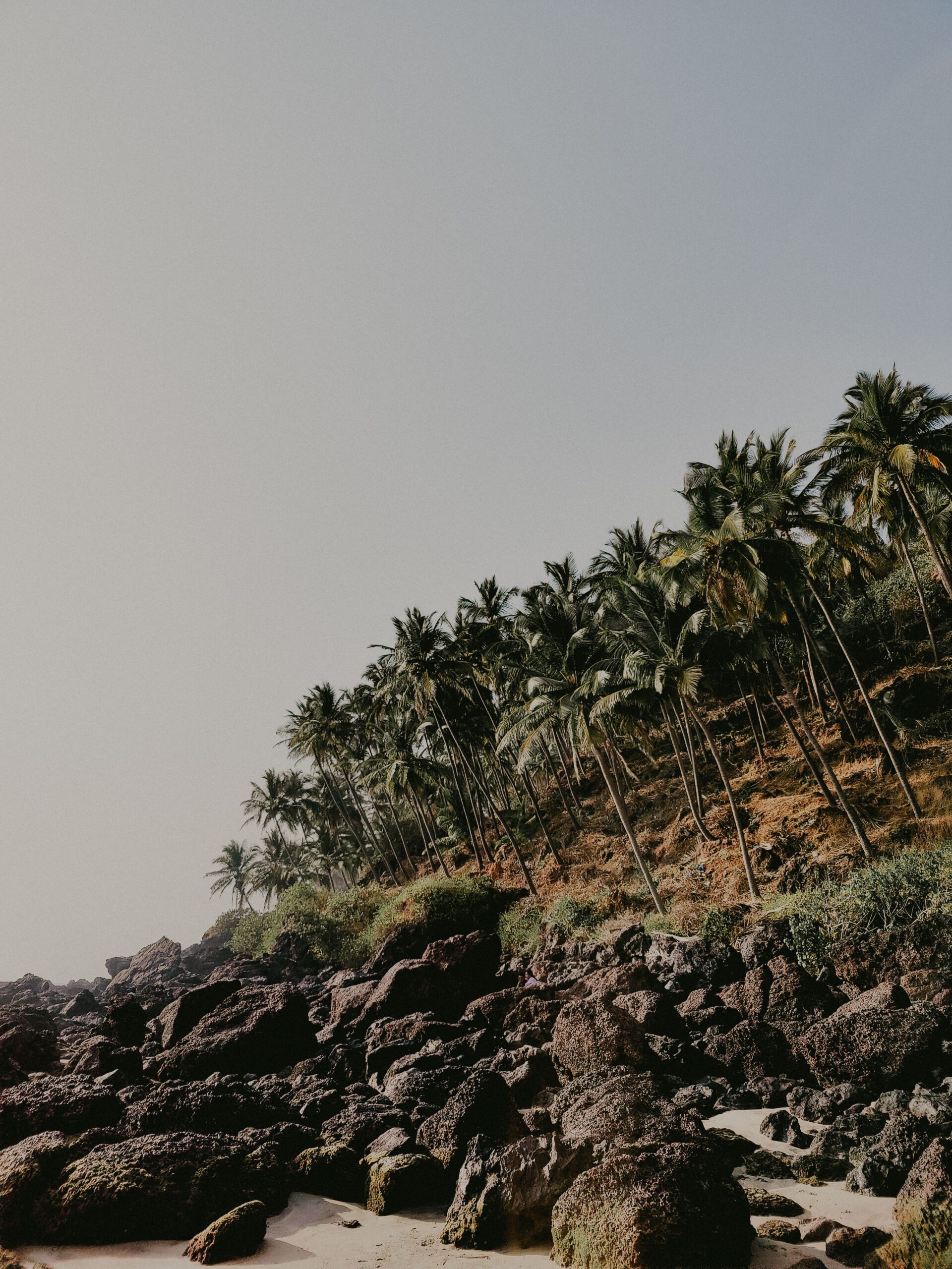 Discover the serene beauty of a palm-lined beach on a rocky shore in Goa, India.